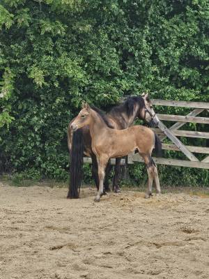 Poulain pfs isabelle