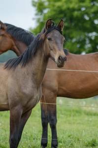 Plusieurs poulains PRE disponibles 