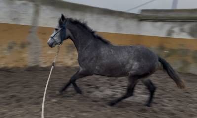 Potro cruzado