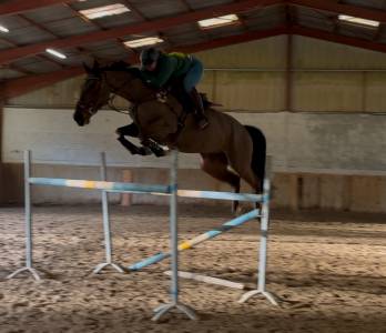 Hongre 7 ans 167cm cso