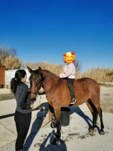 Hongre 4 ans dressage/loisir