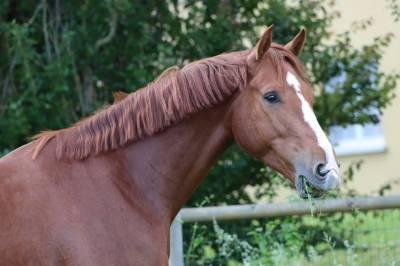 Caballo castrado silla francés en venta 2022 alazán por untouchable
