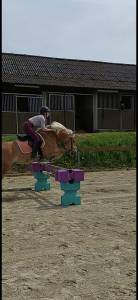 Poney 1m45 type haflinger