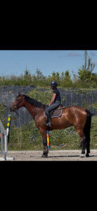Superbe hongre de 6 ans 