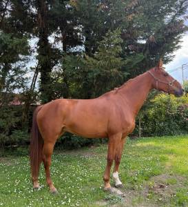 Cavalla olandese del 2019