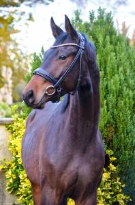 Superbe hongre de 3 ans dressage haut potentiel