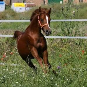 Caballo pra