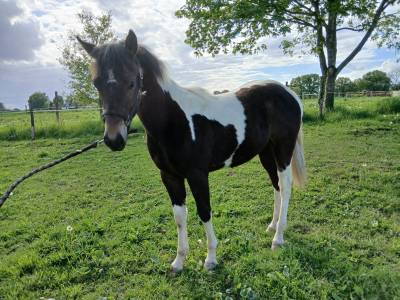 Oberlain, hongre oc paint de 1 ans