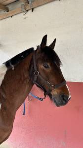 Poney plyvalent à vendre
