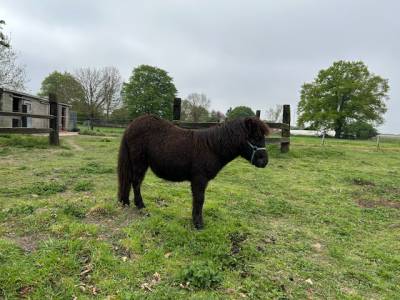  À Vendre poney shetland 