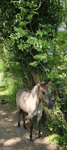 Poulain 1an 