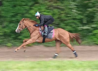 Poulinières de course à vendre