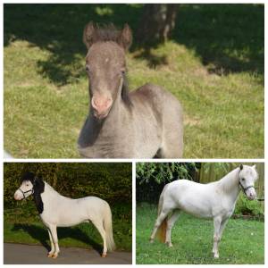 Poulains et pouliches cheval miniature 