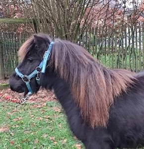 Hongre shetland de 2 ans