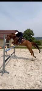 A vendre jument alzanne de 7 ans pour cso