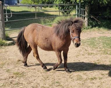 Ponette shetland
