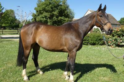 Vends très beau cheval de sport selle français 6 ans 