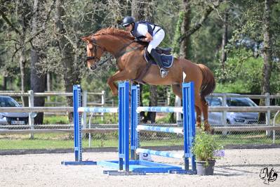 Cheval de sport performant pro2 – dulys