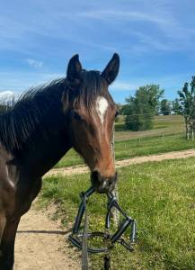 Poney new-forest de croisement 