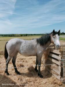 Pouliche connemara part bred