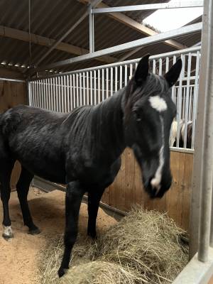 Trotteuse française / 10 ans