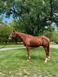 Cheval polyvalent 8 ans