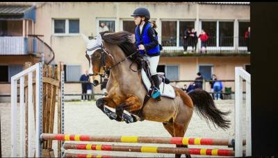 Ruin Franse rijpony PFS Te koop 2010 Donker bruin / bai ,  QUABAR DES MONCEAUX