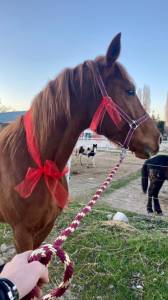 Cavallo affidabile per passeggiate, lavoro o competizio
