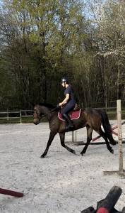 Poney de 6 ans, joli modèle ayant tourné sur 1m