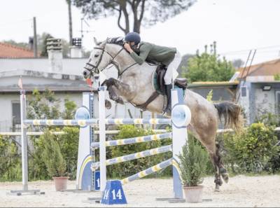 Cavallo italiano di 6 anni