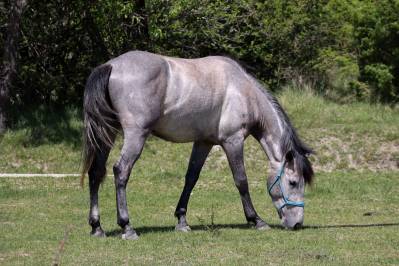 Hongre espagnol polyvalent, 3 ans