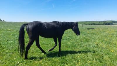 Pur sang anglais de 4 ans