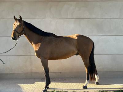 Jeune cheval a vendre