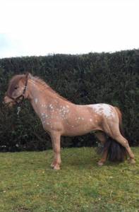 Petit poney de loisir pie 