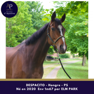 5 ans 1m67 beau cheval