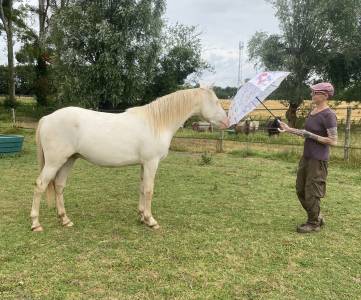 Poulain perlino lusitanien taille poney