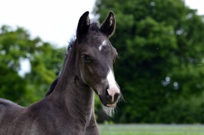 Pouliche half quarter horse registre américain 
