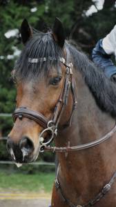 Poney de sport