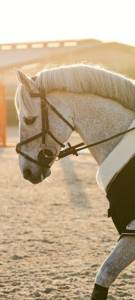 A vendre poney pour as2/as1