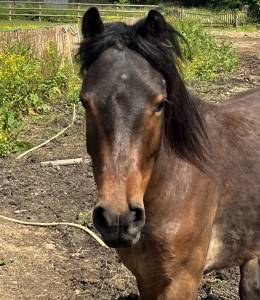 Poney 5 ans - idéal pour poney club