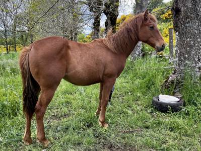 Poulain quarter horse pp