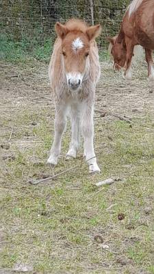 Poulain shetland pp 