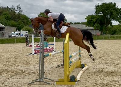 Belle jument 5 ans, super qualitée