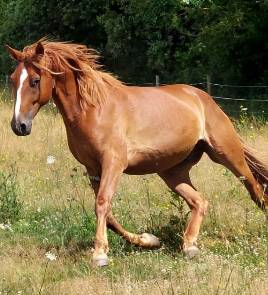 Trotteur français hongre de 6 ans – 1m70 