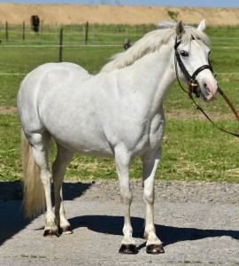 Chic ponette C