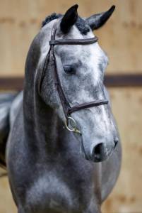 Superbe hongre de 4 ans