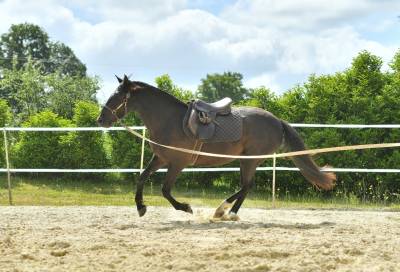 Jument lusitanien x oncp 