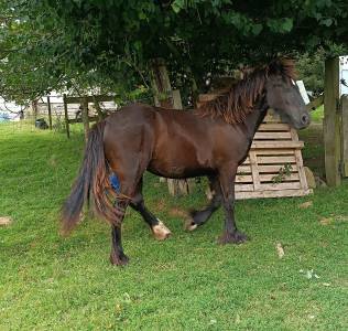 Pouliche gypsian frison/irish cob