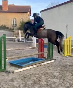 Chic jument grise de 4 ans malito de rêve x cumano
