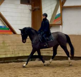 Sublime hongre bai brun foncé de 6 ans 1m70